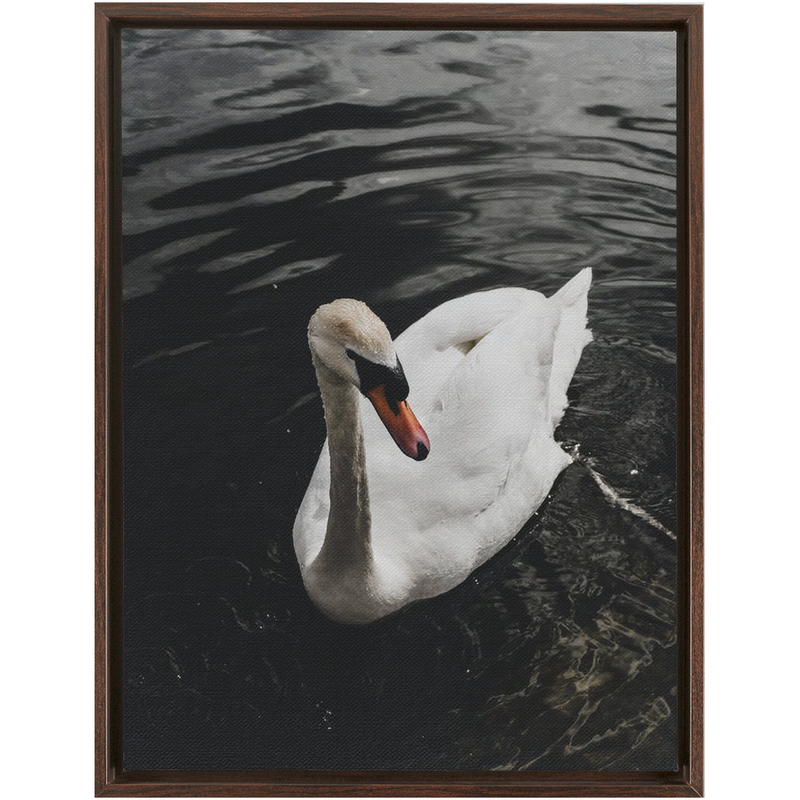 Swan Framed Canvas