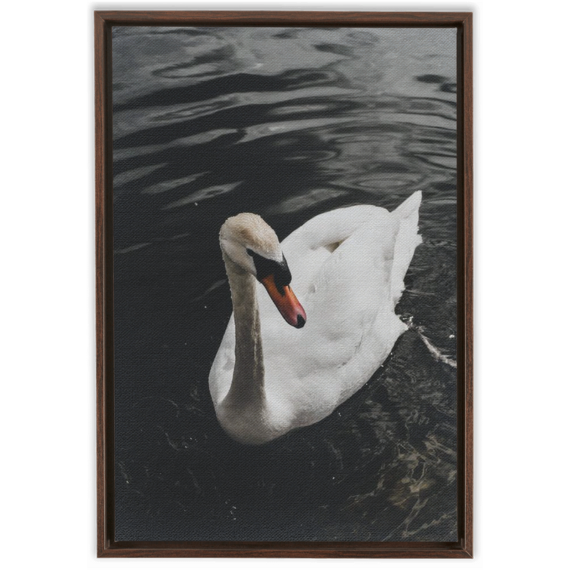 Swan Framed Canvas