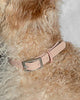 Collar in Various Sizes & Colors