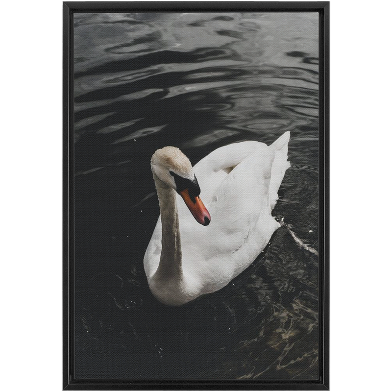 Swan Framed Canvas