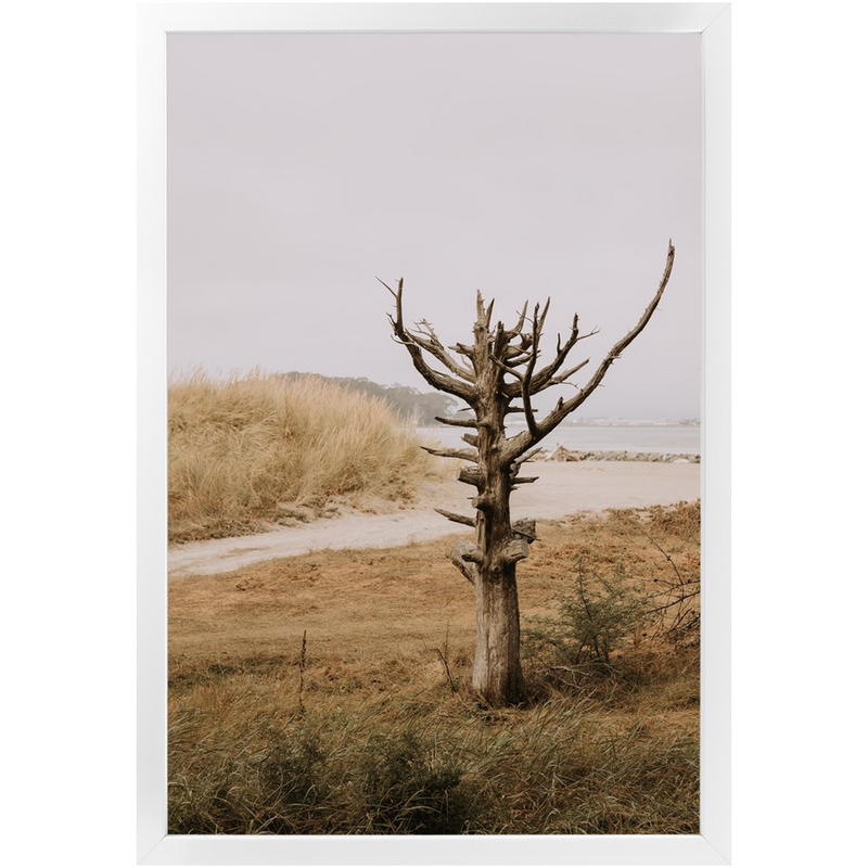 Lone Tree Framed Print