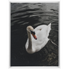 Swan Framed Canvas