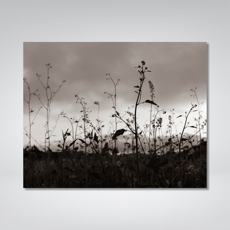 Meadow Photo Print