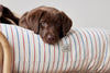 kyoto dog cushion mellow 5