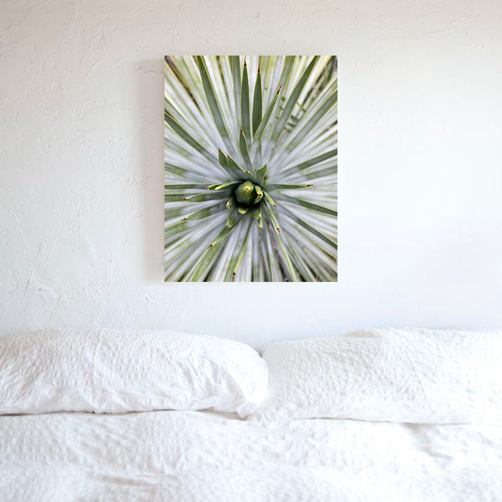 Yucca Photo Print
