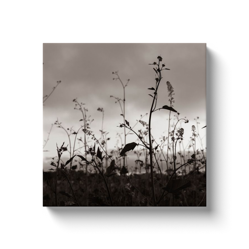 Meadow Photo Print